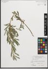 Foto von Salix purpurea L.